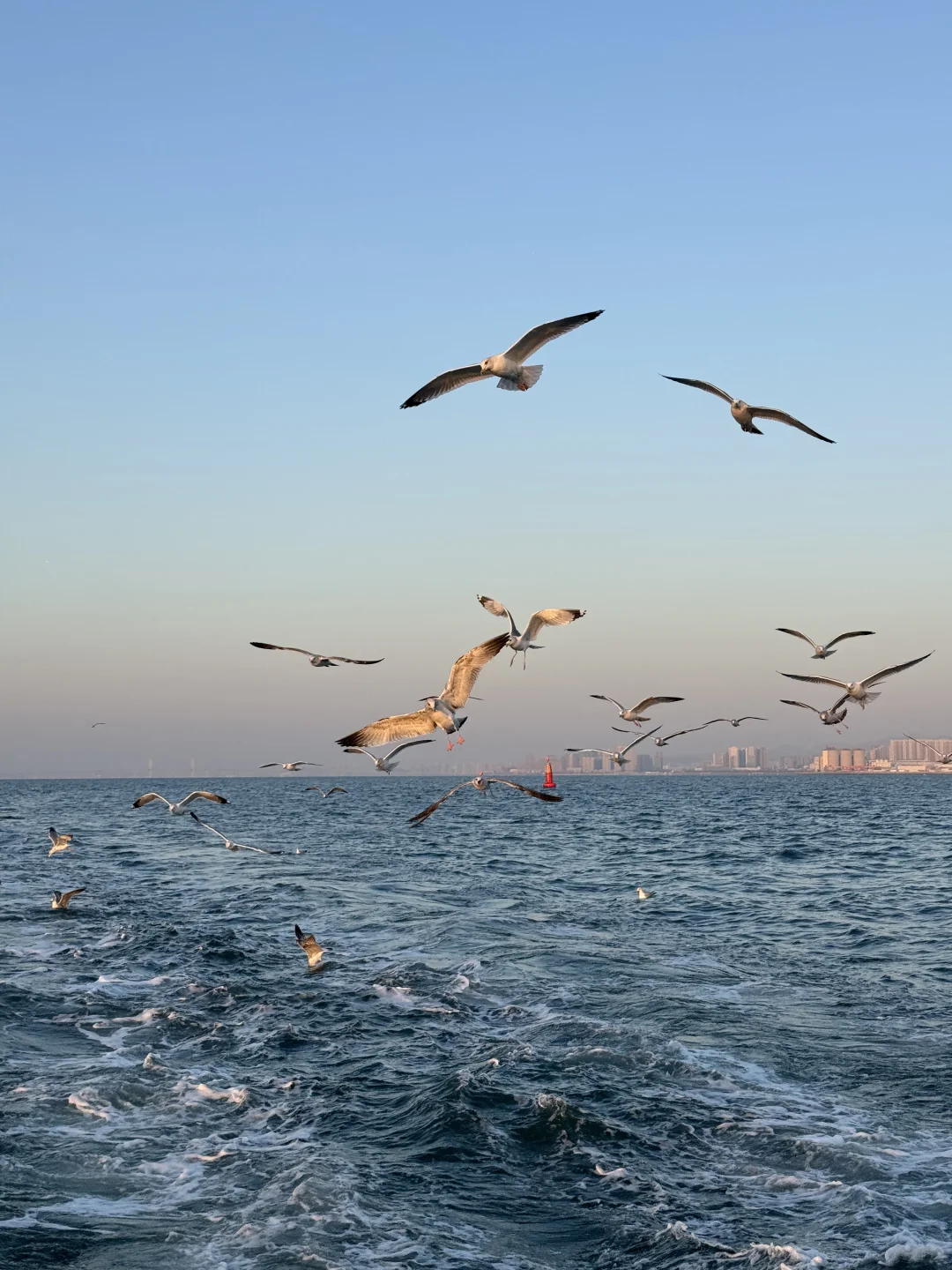 青岛轮渡⛴️与陆地失联的三十分钟