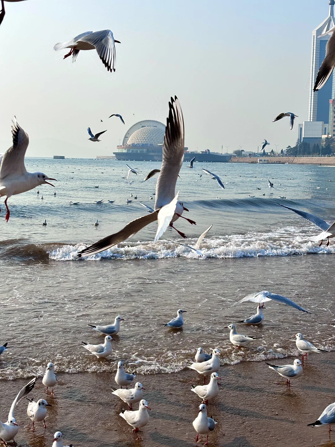 淡季青岛-济南-威海学生党攻略