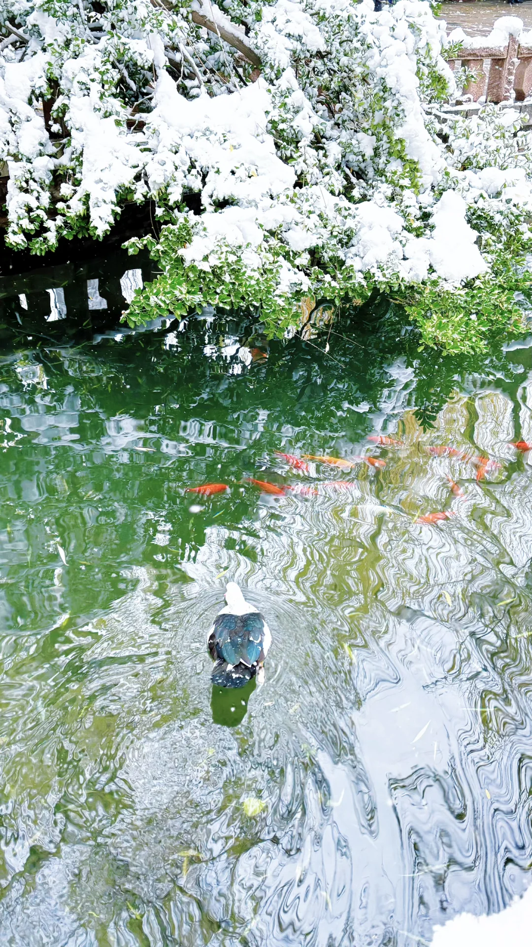 Live济南初雪！趵突泉在雪中沸腾成仙境️❄️