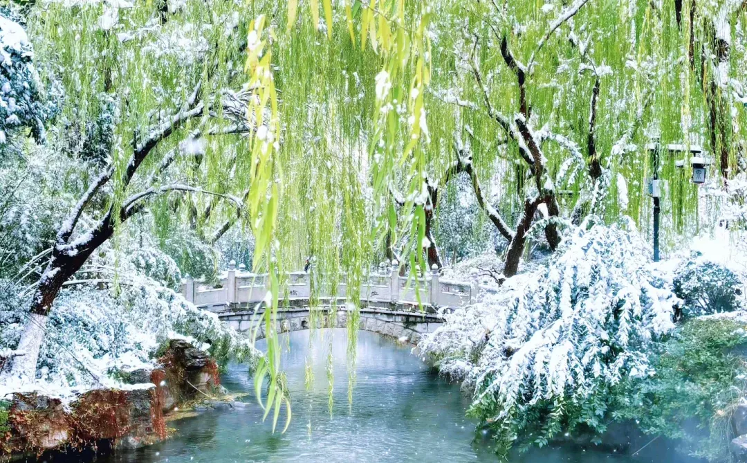 Live济南初雪！趵突泉在雪中沸腾成仙境️❄️