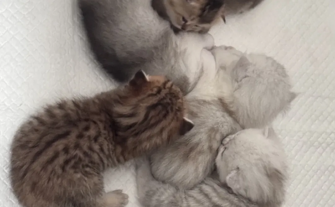 小猫崽崽崽崽崽领养！