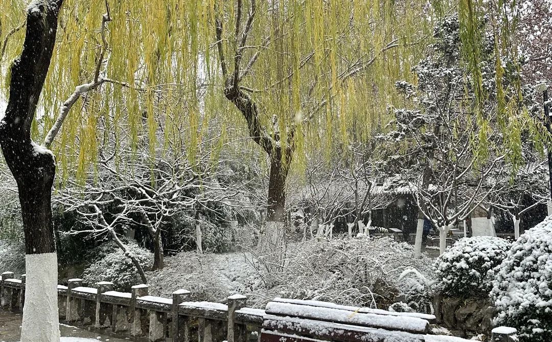 拍到了初雪的趵突泉！济南12月12暴雪实况！