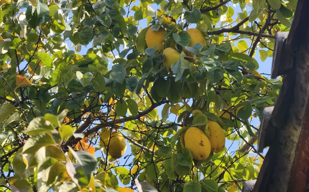 老舍没骗人秋天请到济南来看看吧