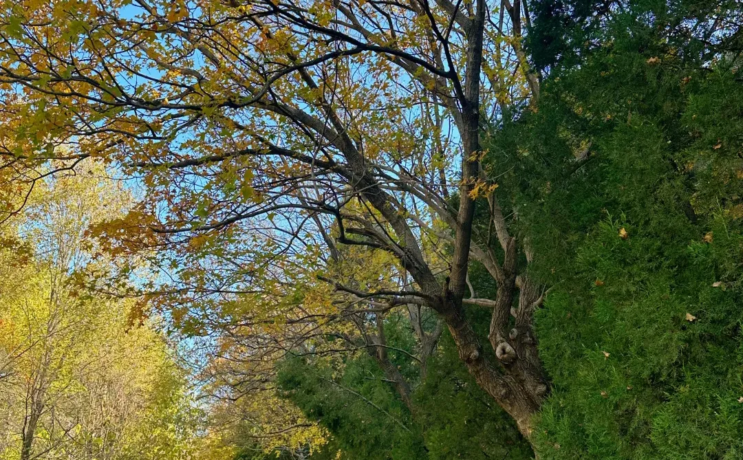 千佛山西路的晚秋🍂