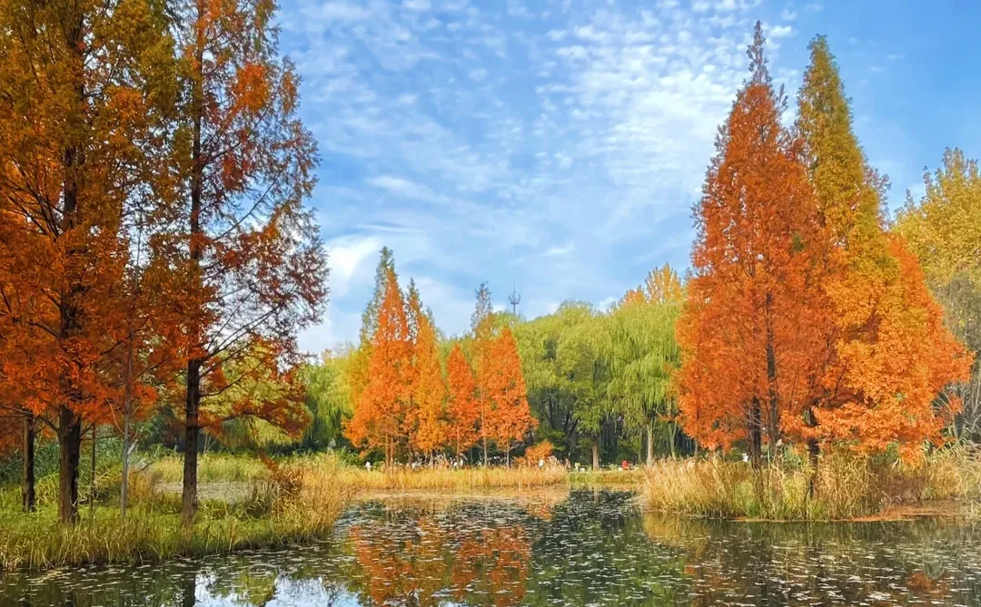 🍂济南的秋 你的饱和度我后知后觉…