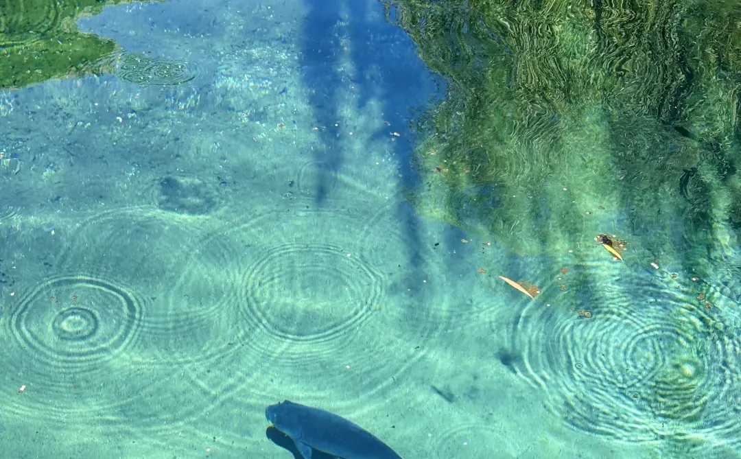 入秋后的济南好美🩵 （趵突泉绝美隐藏机位）