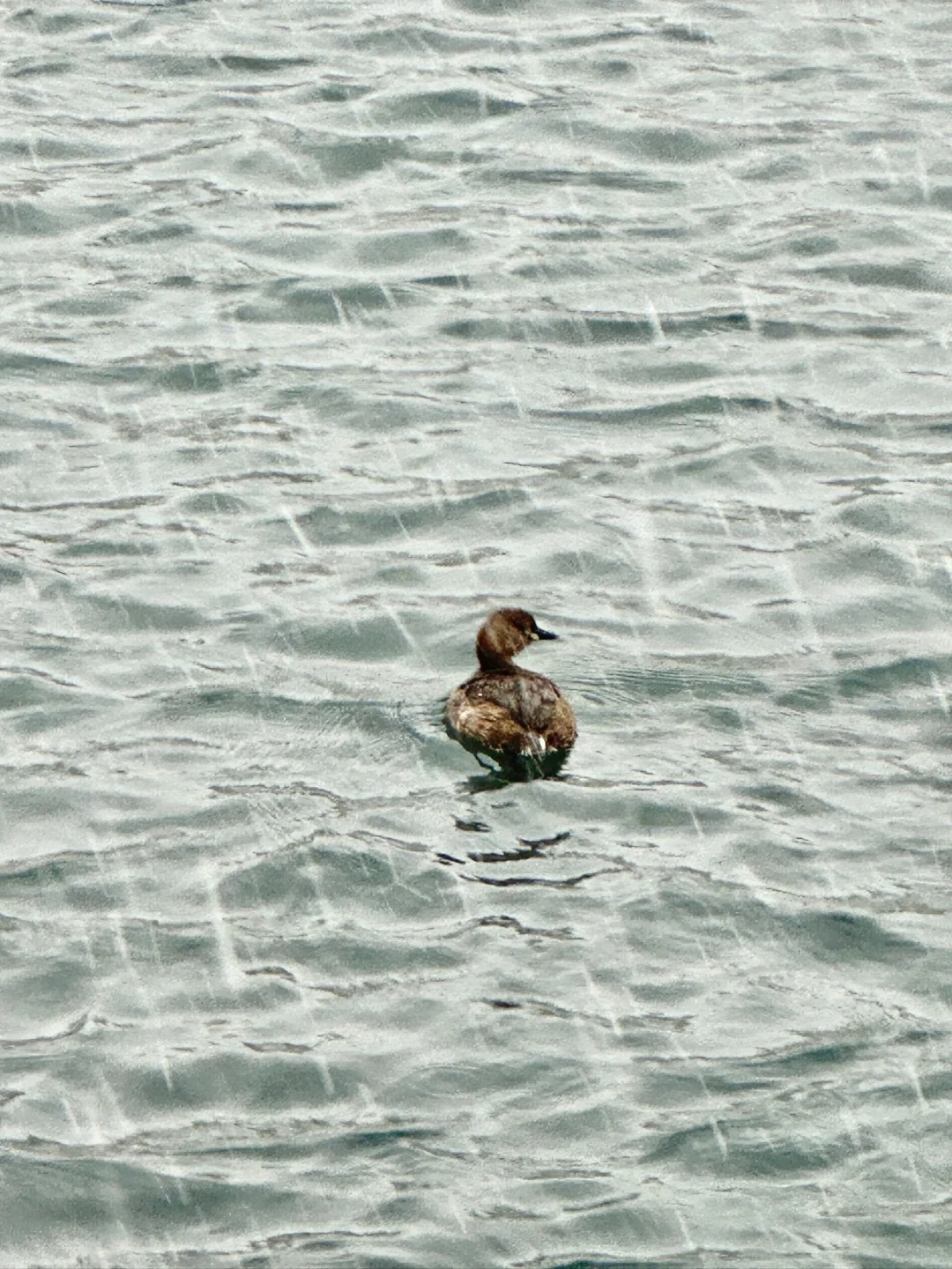 济南！雪中趵突泉杀疯了！！！！！！！！！！！！