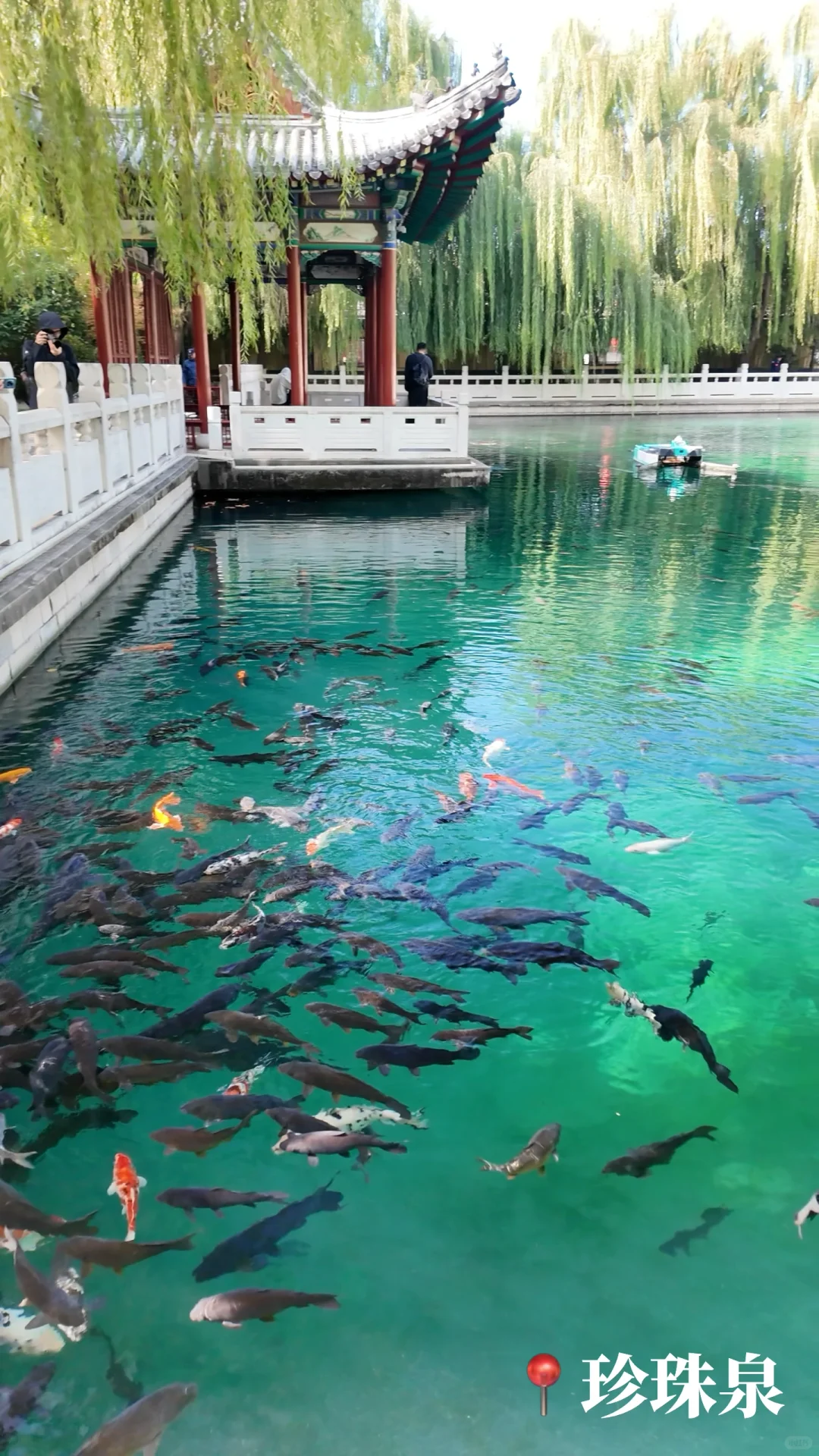 🍂济南的秋天｜泉城1天半随意citywalk