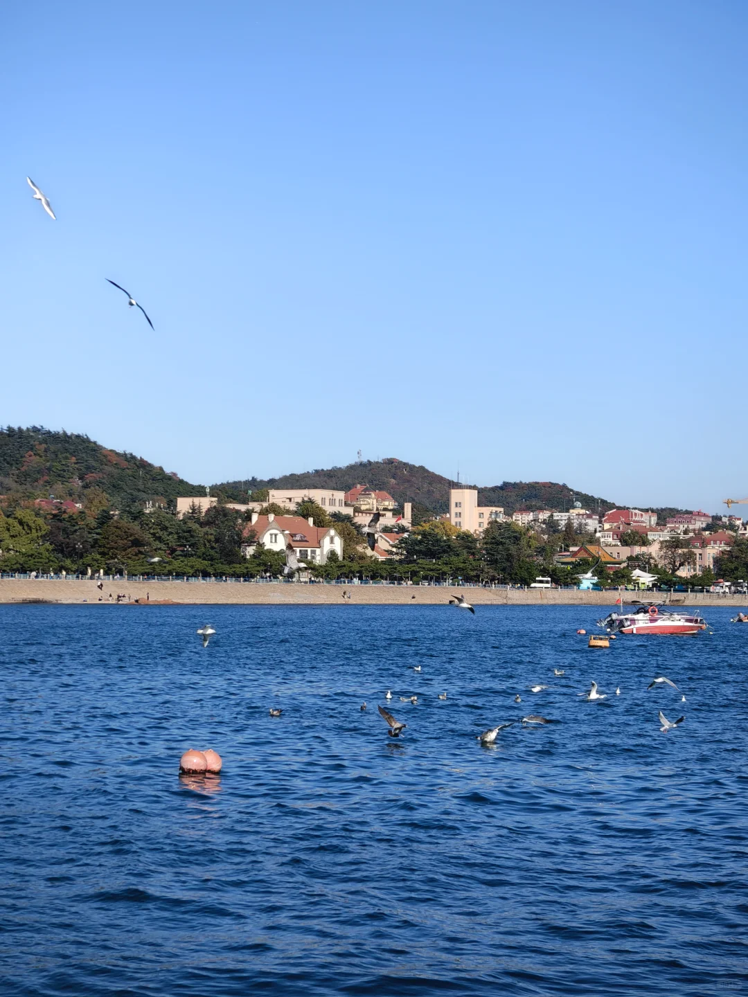 如果你只有一天时间在青岛