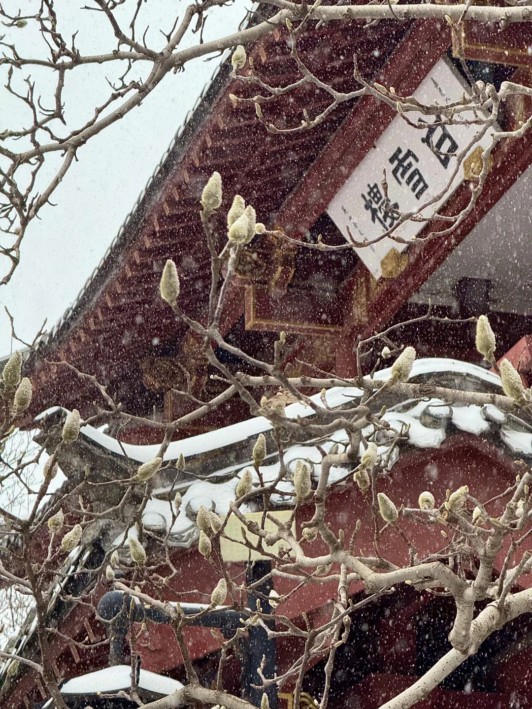 济南12.12实况，暴雪中的趵突泉已经美疯了….