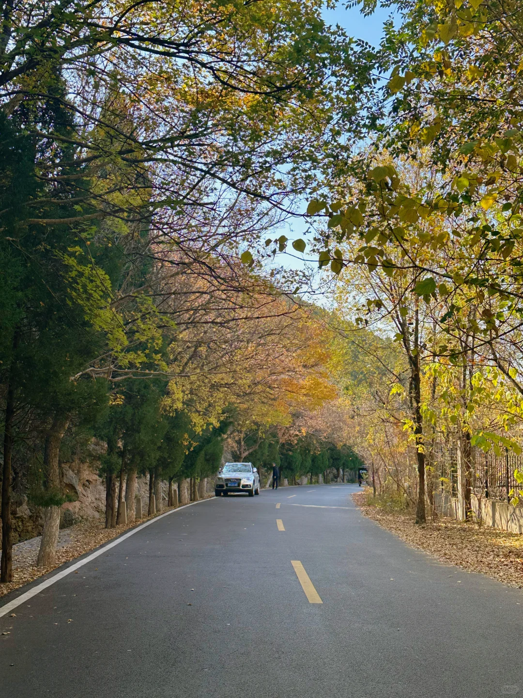 千佛山西路的晚秋🍂