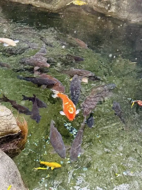 济南12.13实况，雪后的趵突泉美疯了！！！