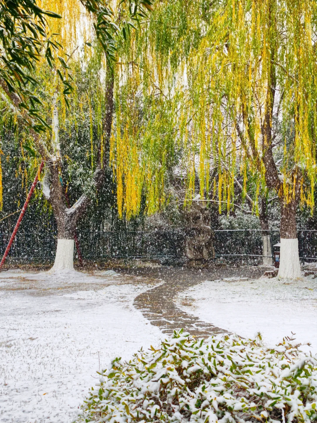 雪中趵突泉，美疯了
