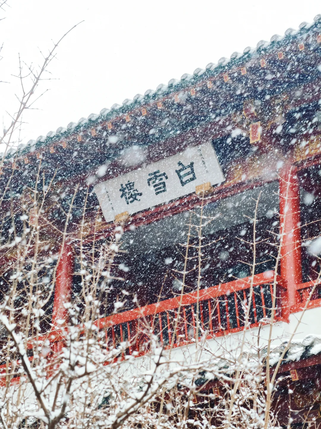 雪中趵突泉，美疯了