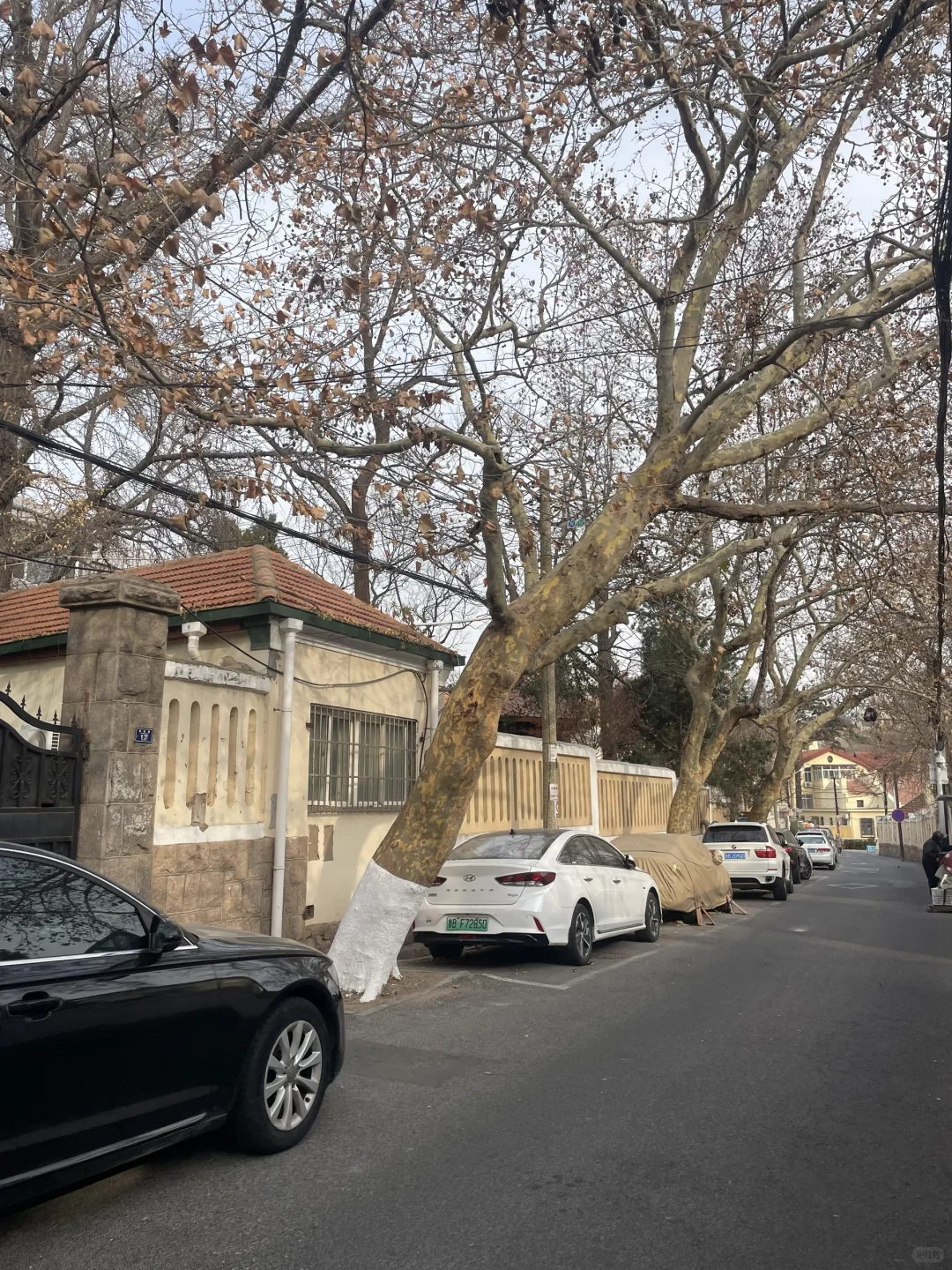 三天爱上青岛🍺