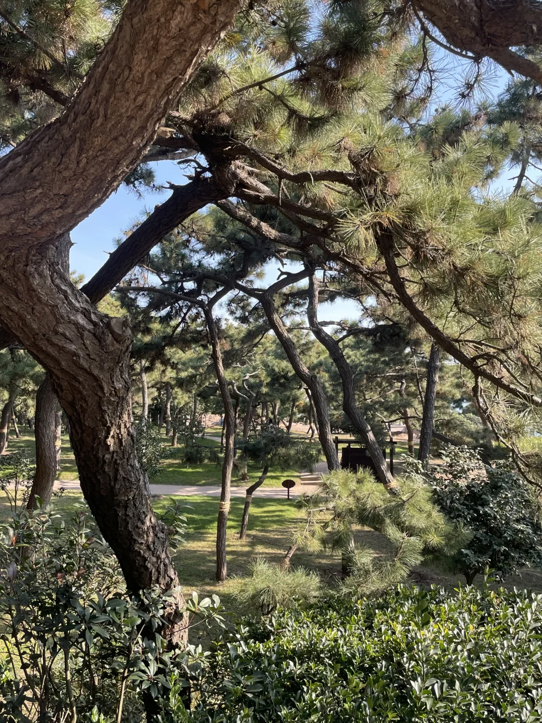三天爱上青岛🍺