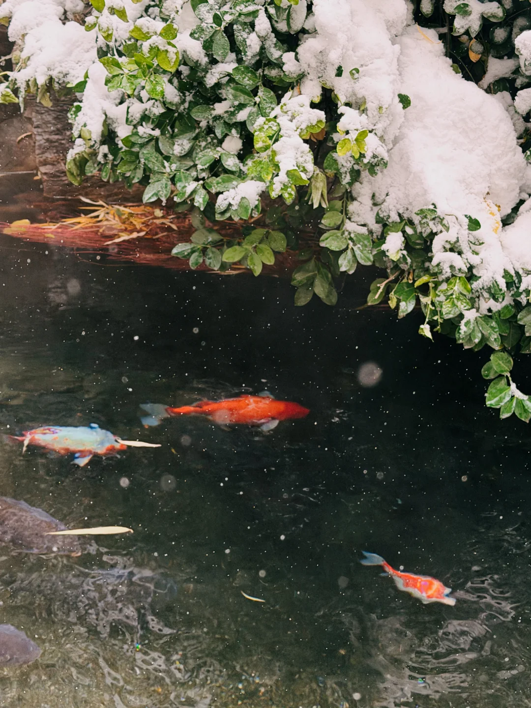 济南12.13实况，暴雪中的趵突泉已经美疯了
