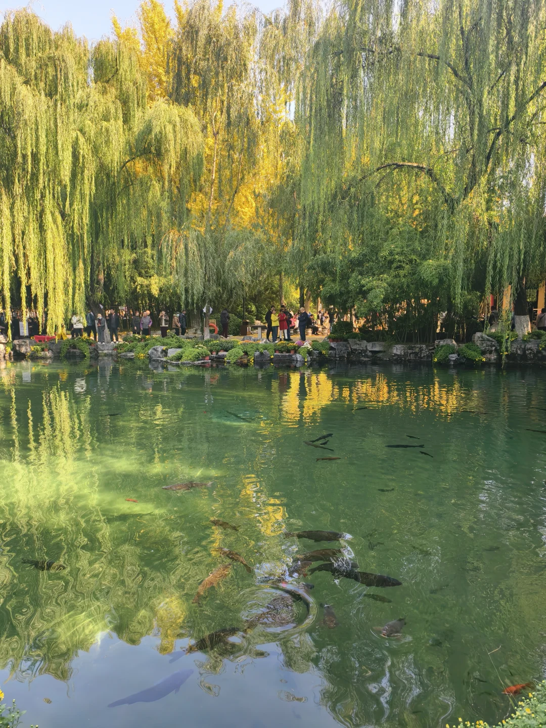 老舍没骗人秋天请到济南来看看吧