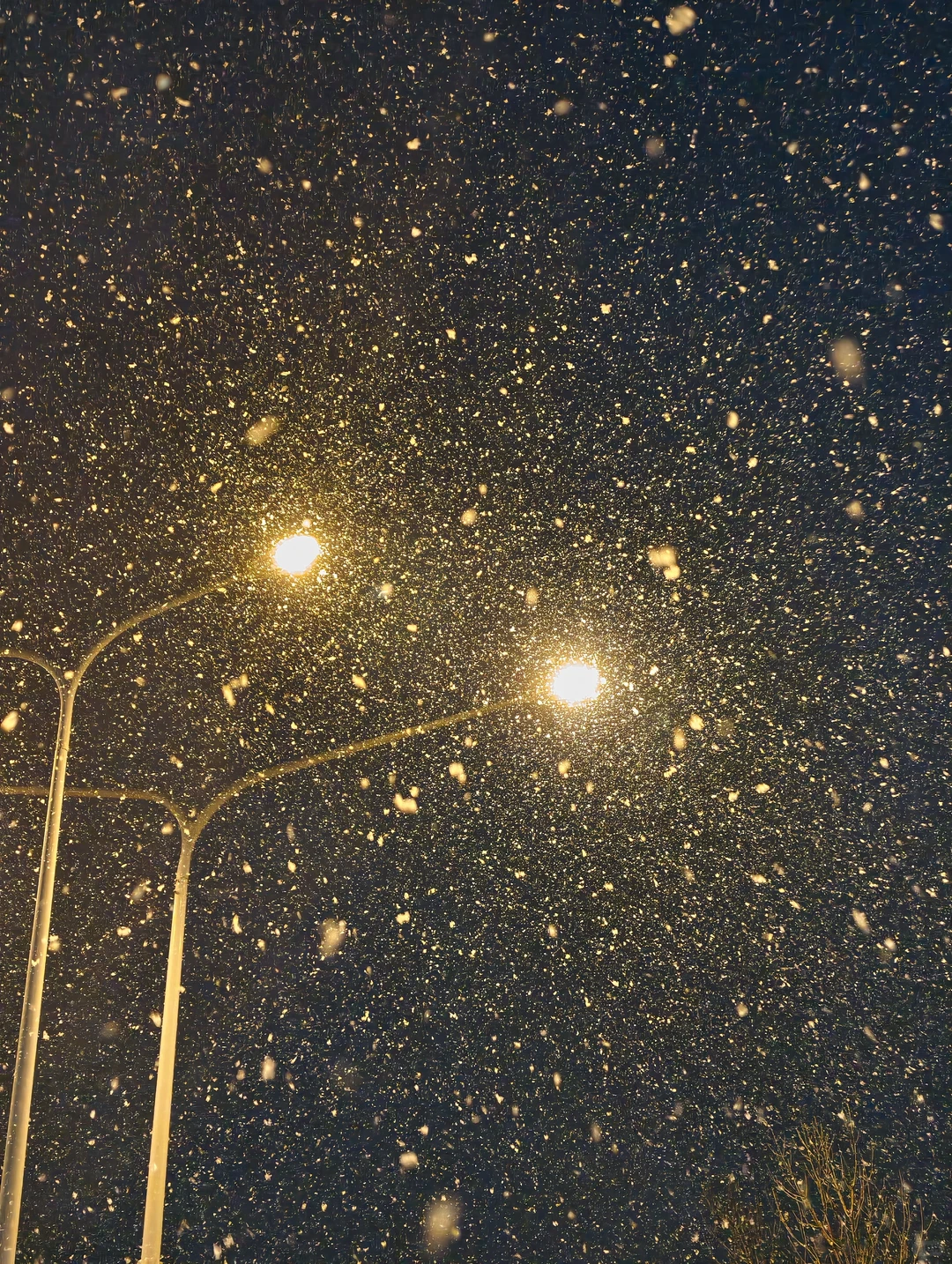 济南下雪，都拍照了吗？