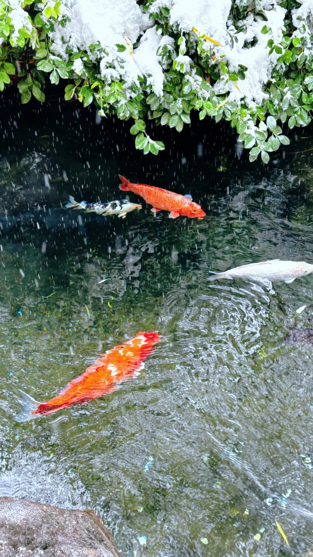Live济南初雪！趵突泉在雪中沸腾成仙境️❄️