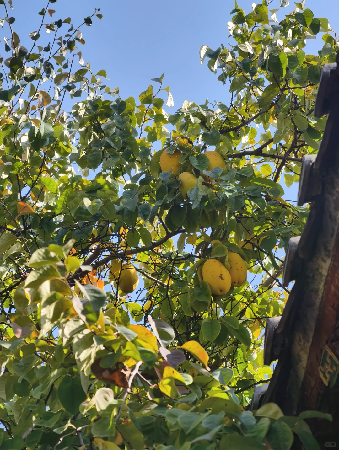 老舍没骗人秋天请到济南来看看吧