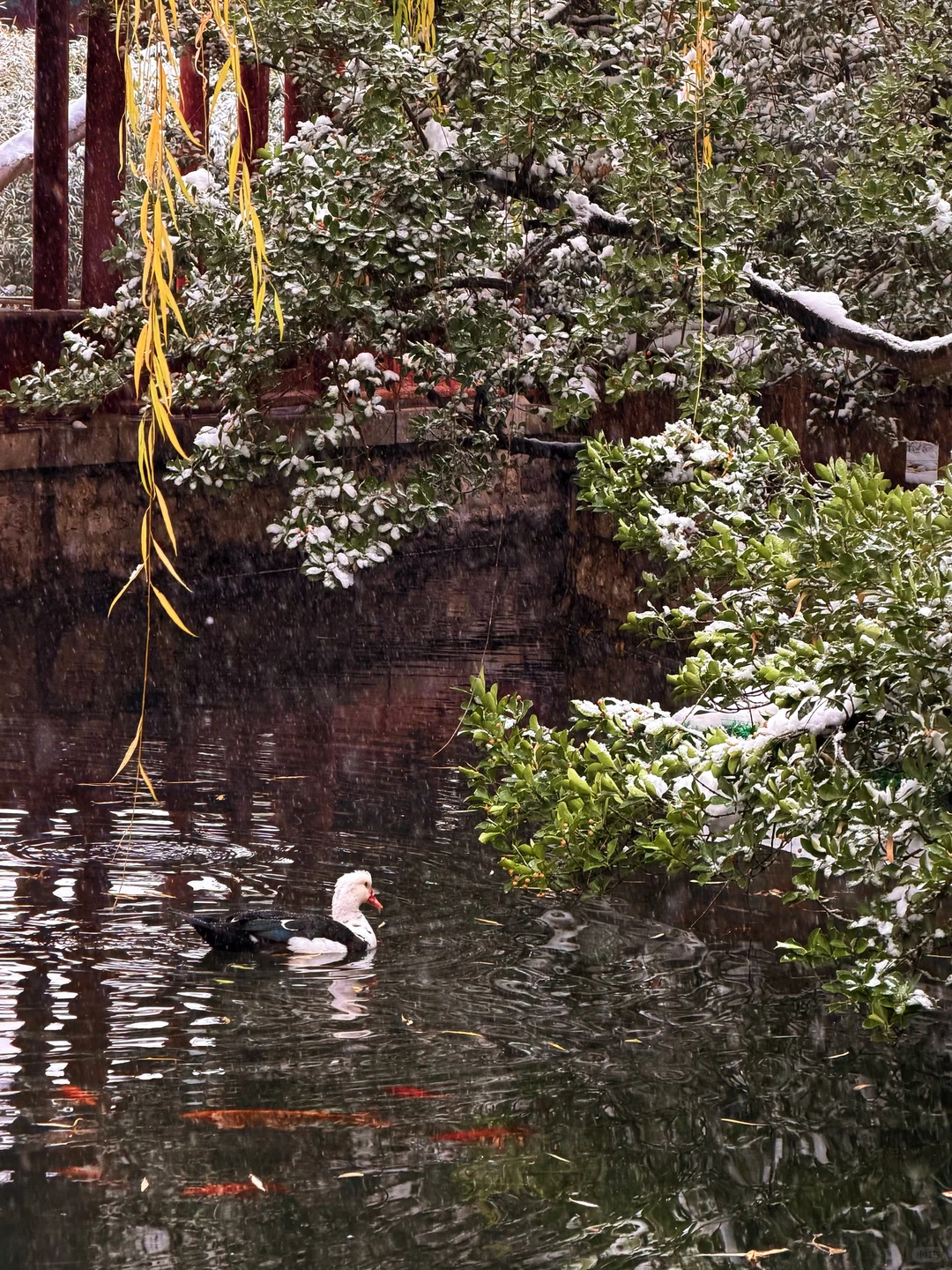 济南12.13实况，暴雪中的趵突泉已经美疯了