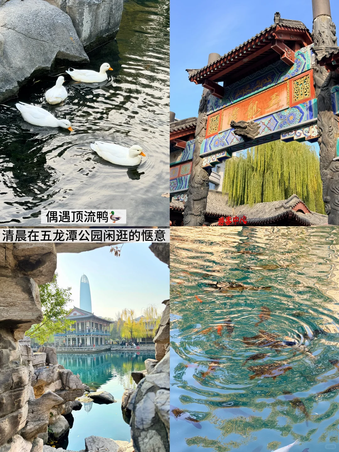 济南的冬｜两天一晚看泉攻略🫧