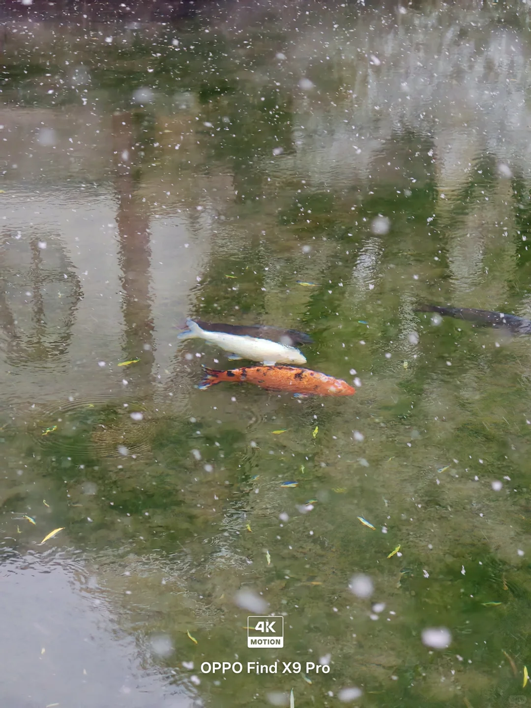 济南！！趵突泉的初雪真的杀疯了！😱