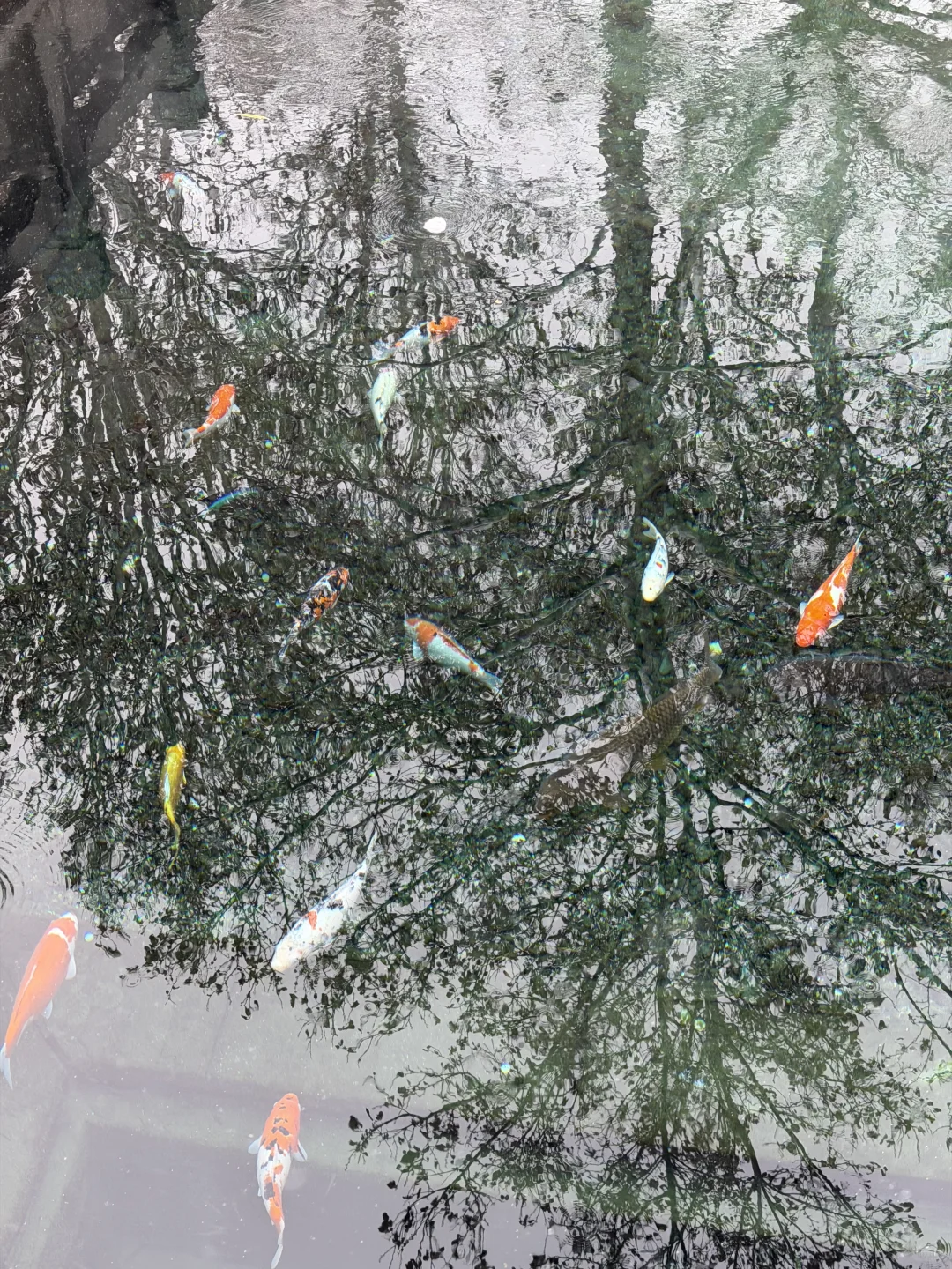 12.13实况！！雪后的明水古城美哭了！！