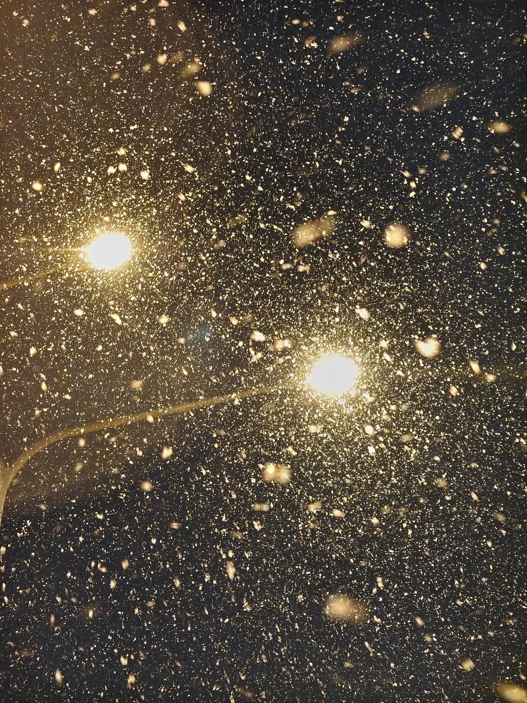 济南下雪，都拍照了吗？