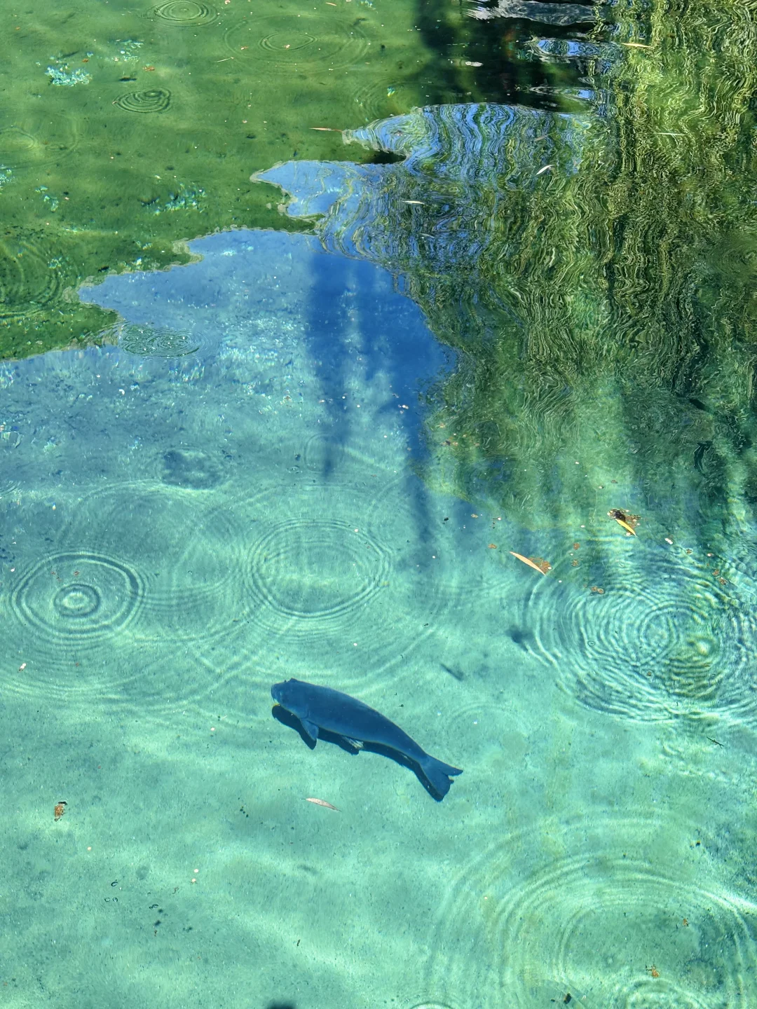 入秋后的济南好美🩵 （趵突泉绝美隐藏机位）