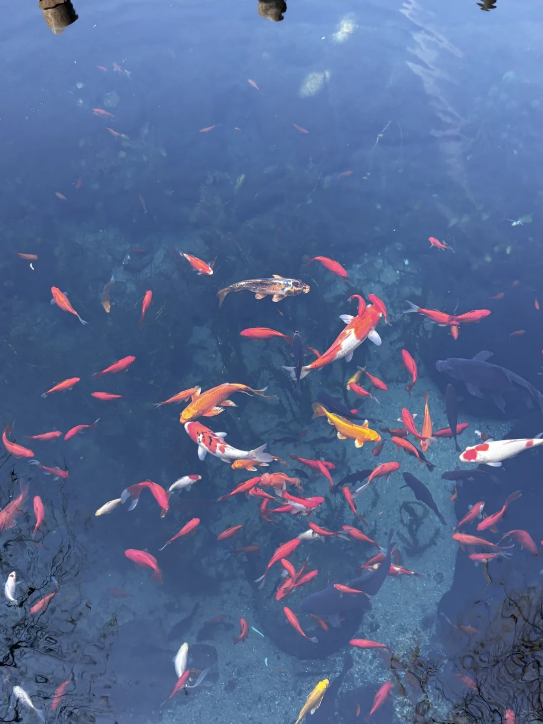 淡季青岛-济南-威海学生党攻略