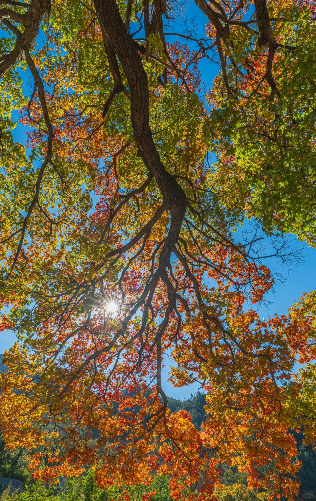 青岛欢迎姐妹来乘风破浪（义工旅居）