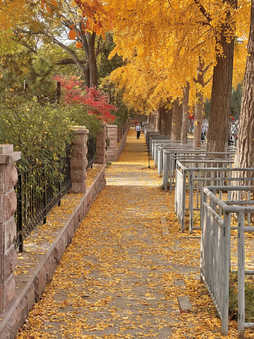 济南此刻！！今天的英雄山杀疯了啊啊啊啊！！🍁