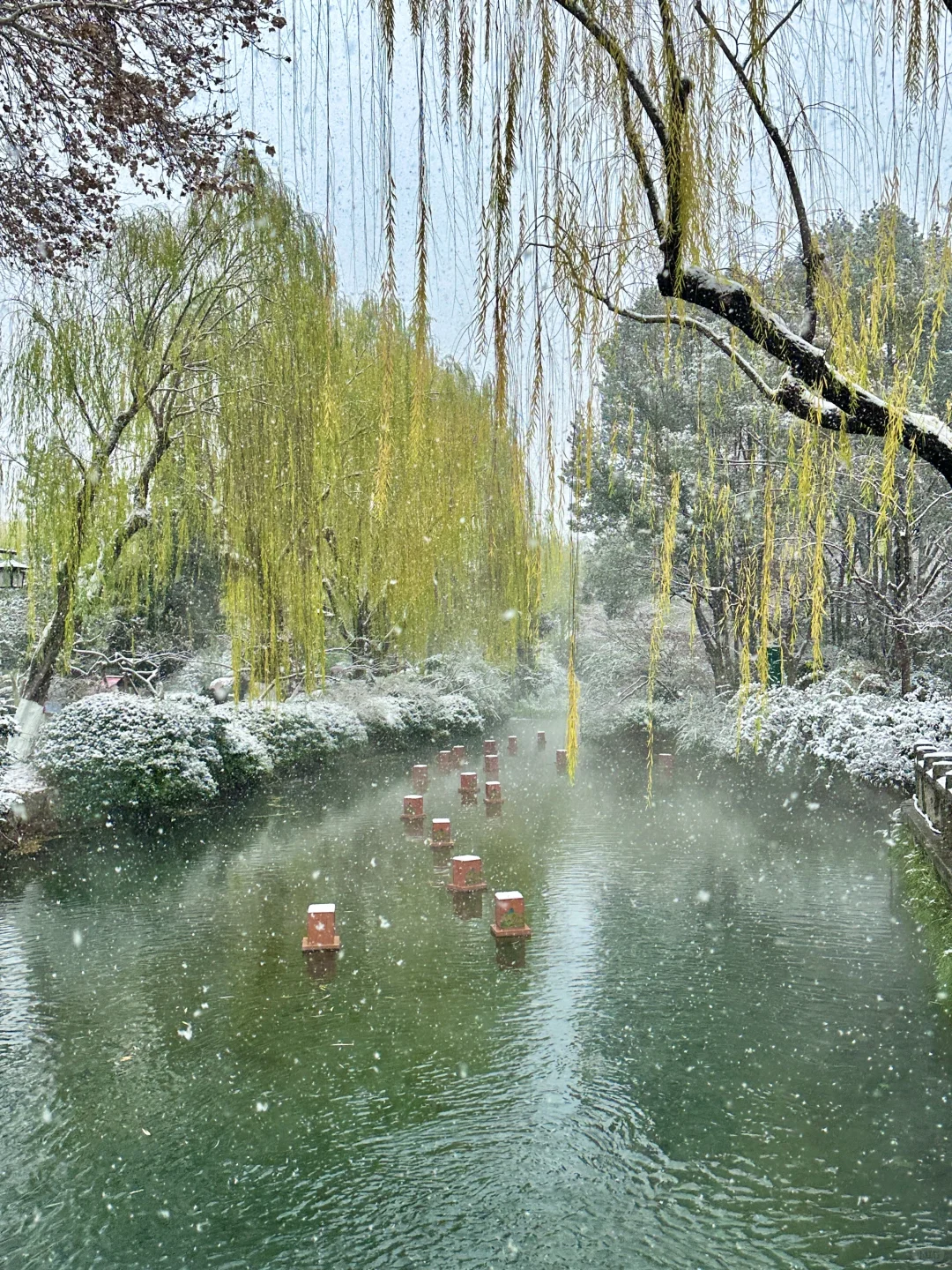 拍到了初雪的趵突泉！济南12月12暴雪实况！