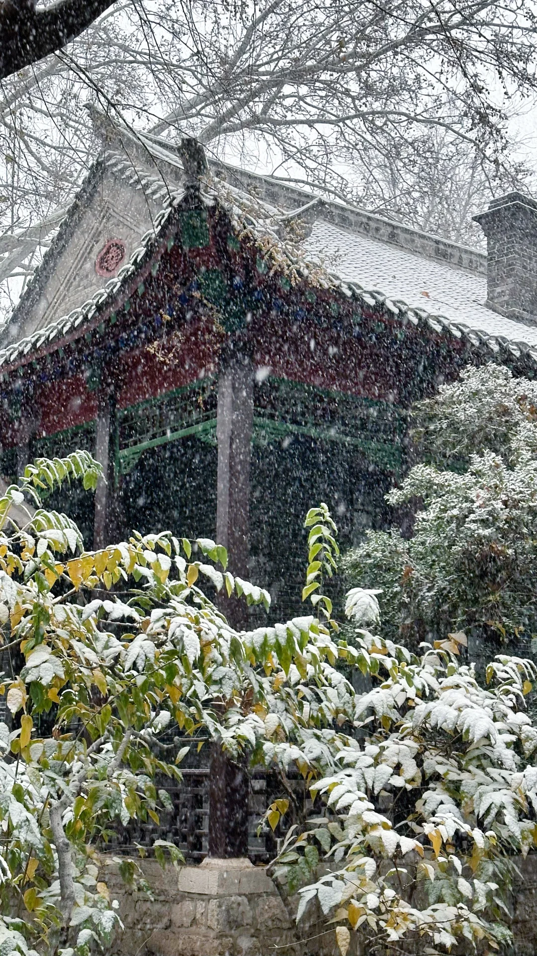 2025.12.12 ❄️济南初雪变大雪！！