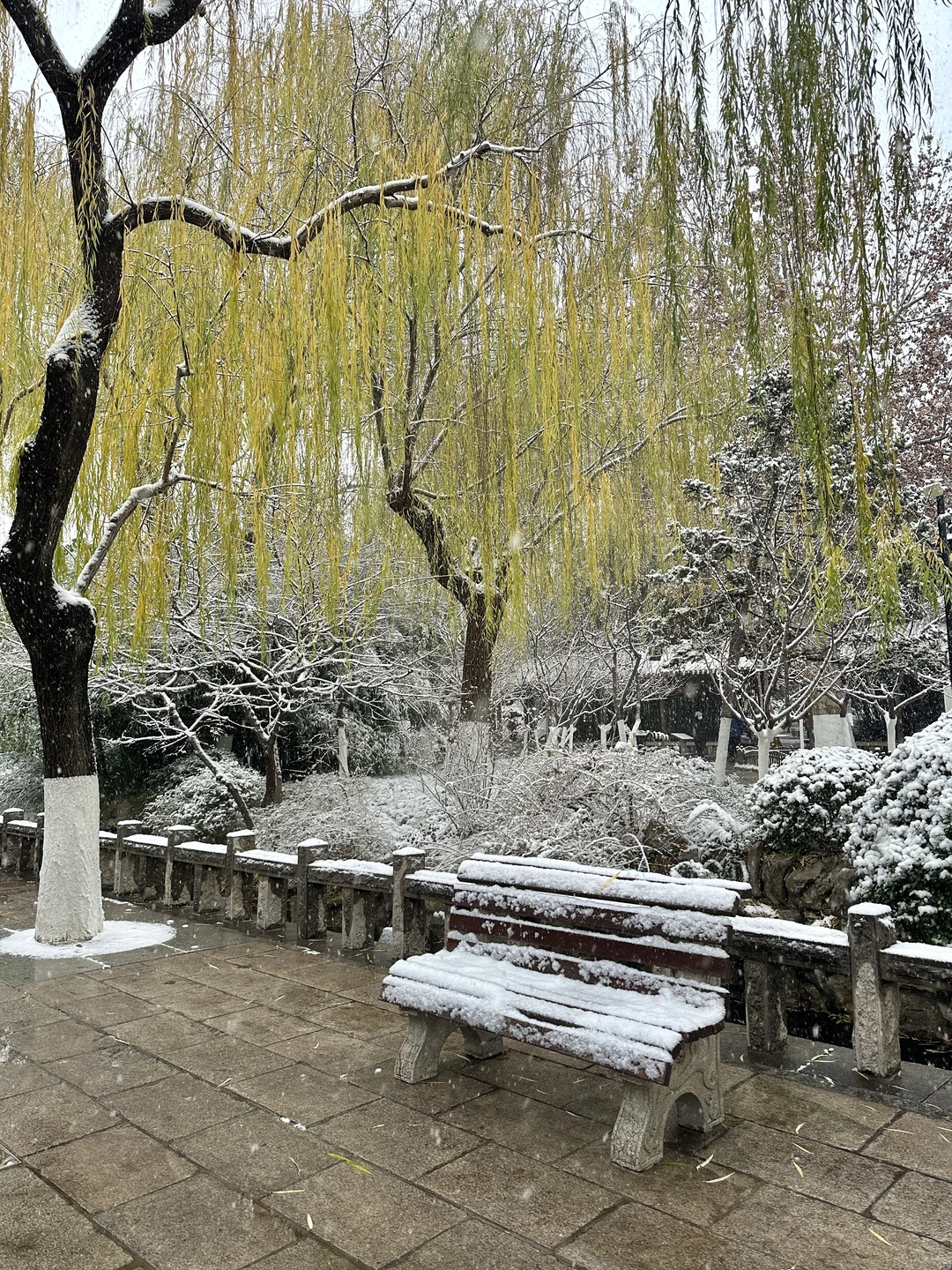 拍到了初雪的趵突泉！济南12月12暴雪实况！