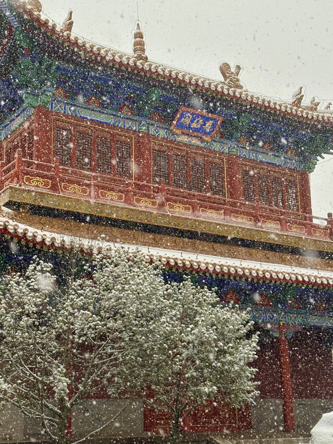 实况live！济南初雪❄️美疯了啊啊啊啊！！！！！