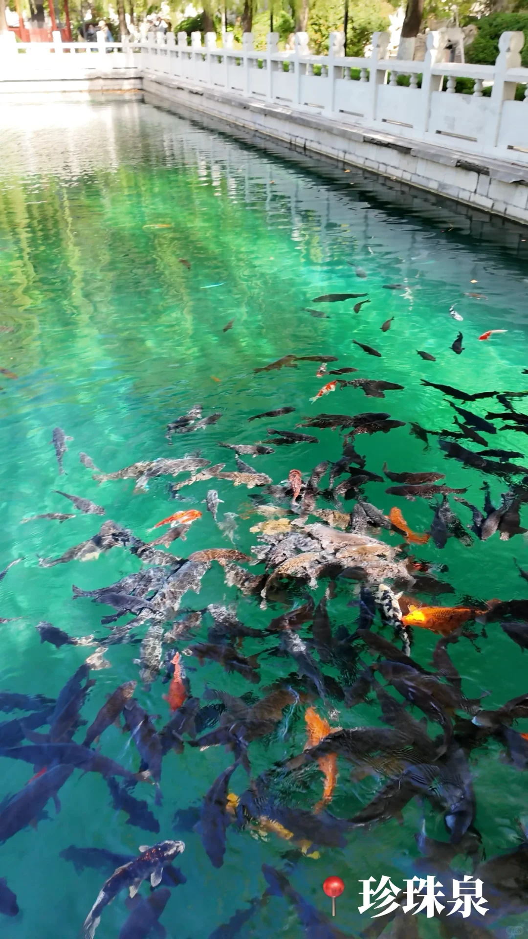 🍂济南的秋天｜泉城1天半随意citywalk