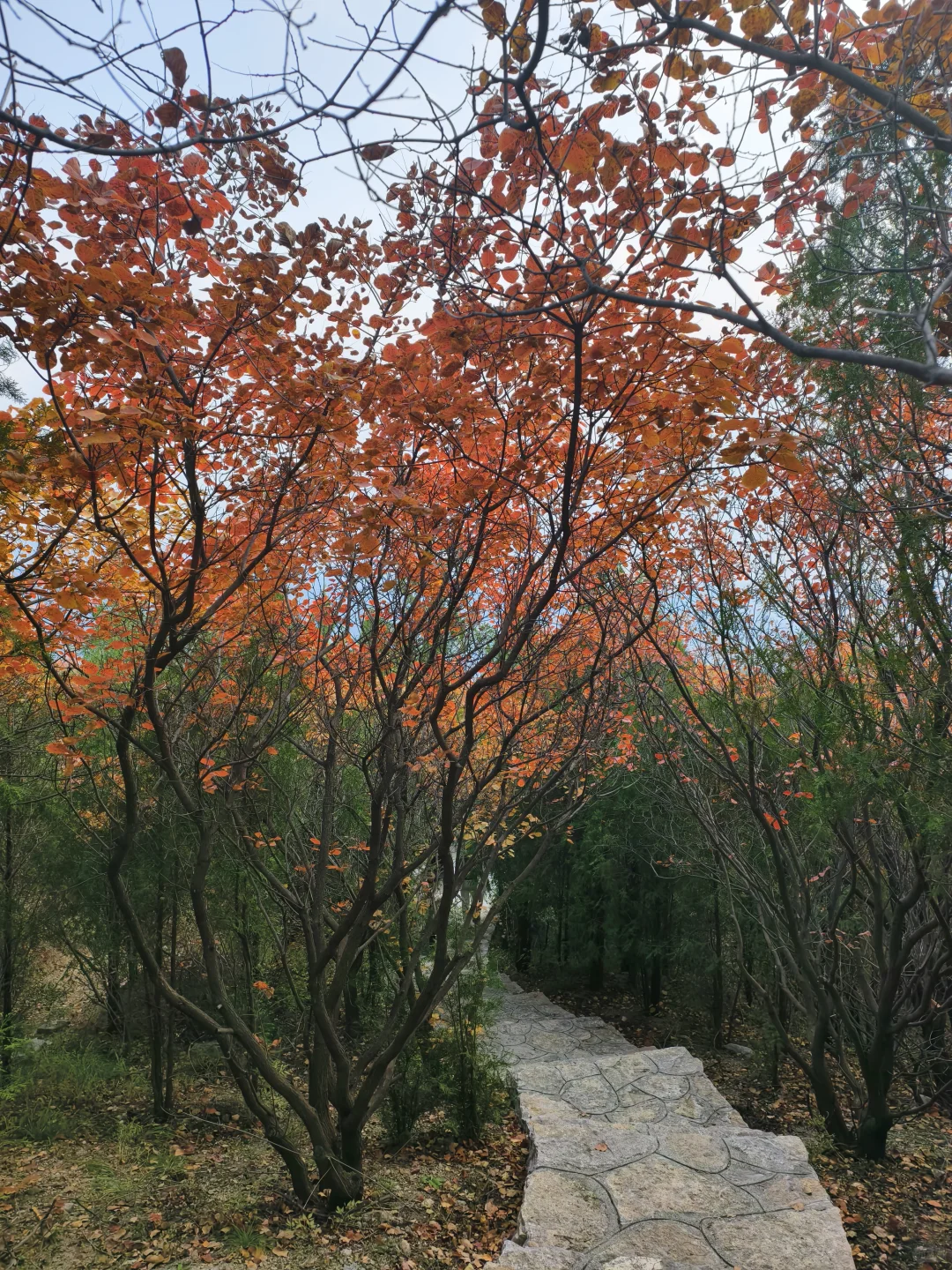 老舍没骗人秋天请到济南来看看吧