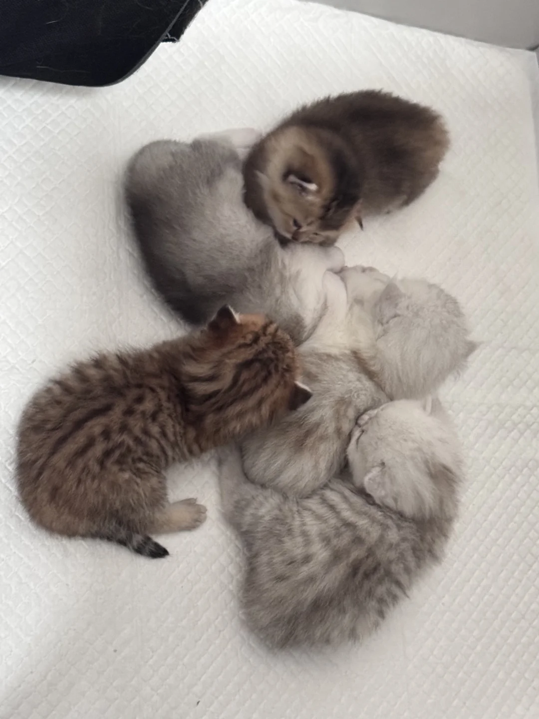 小猫崽崽崽崽崽领养！