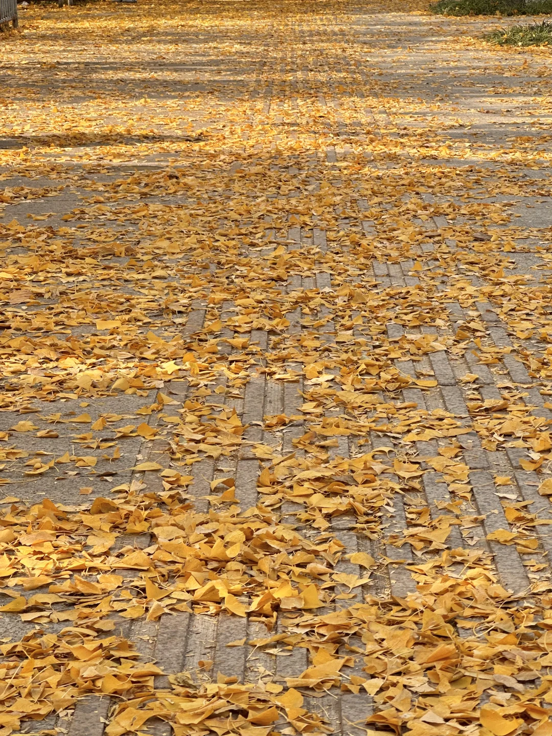 济南此刻！！今天的英雄山杀疯了啊啊啊啊！！🍁