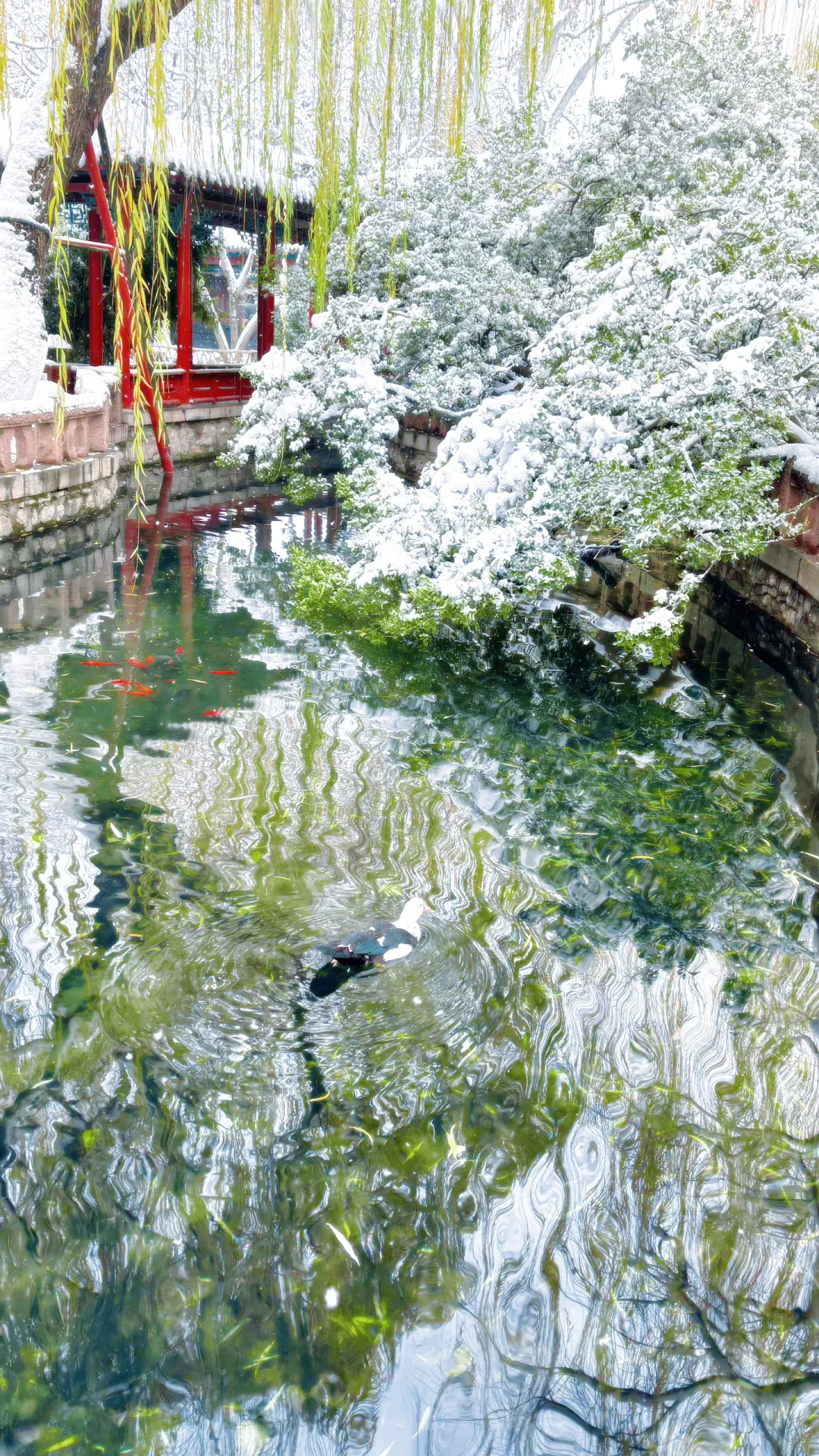 Live济南初雪！趵突泉在雪中沸腾成仙境️❄️