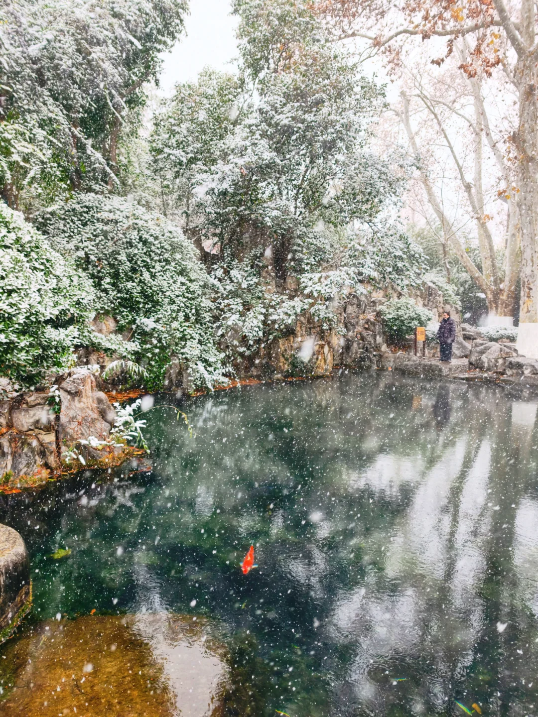 雪中趵突泉，美疯了