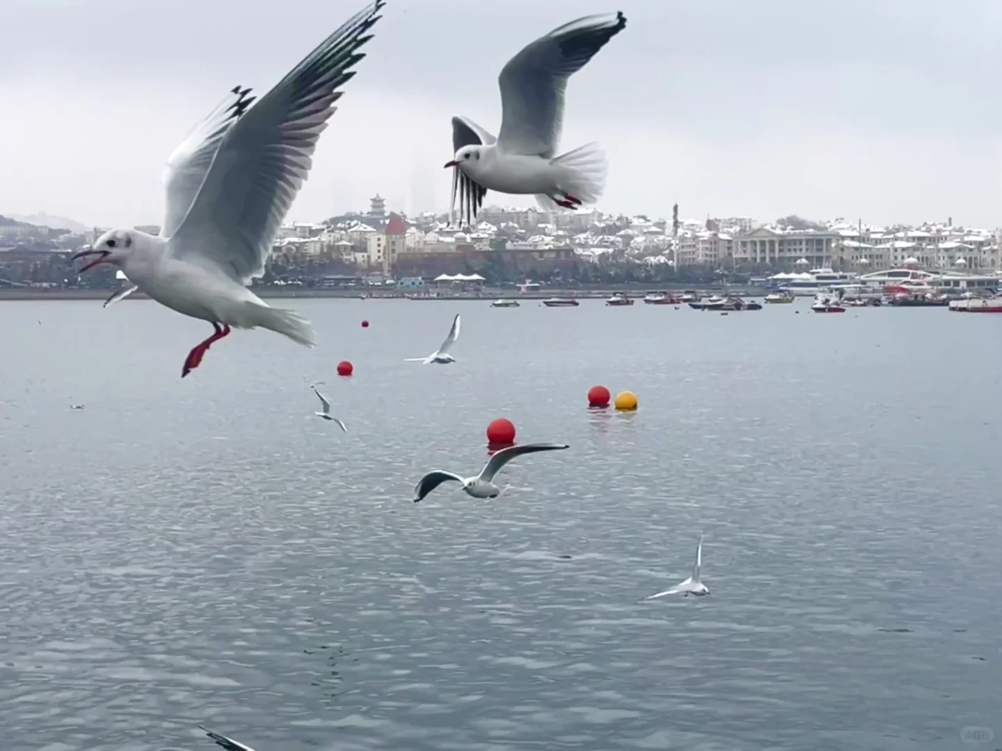 三天爱上青岛🍺