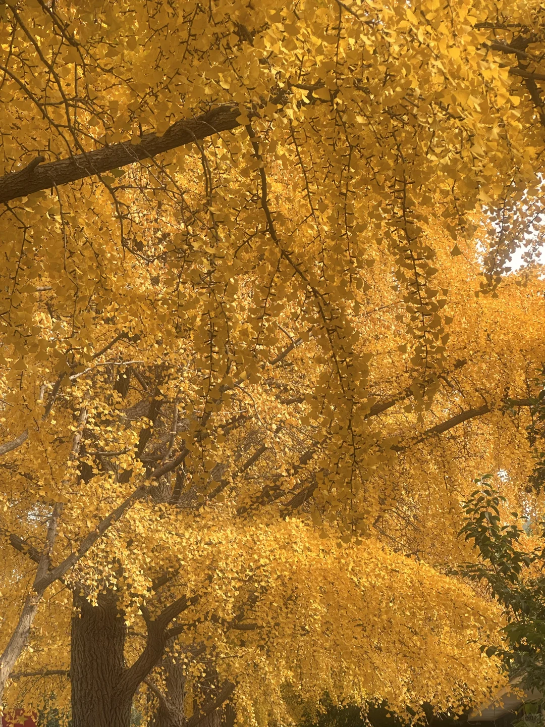 济南此刻！！今天的英雄山杀疯了啊啊啊啊！！🍁