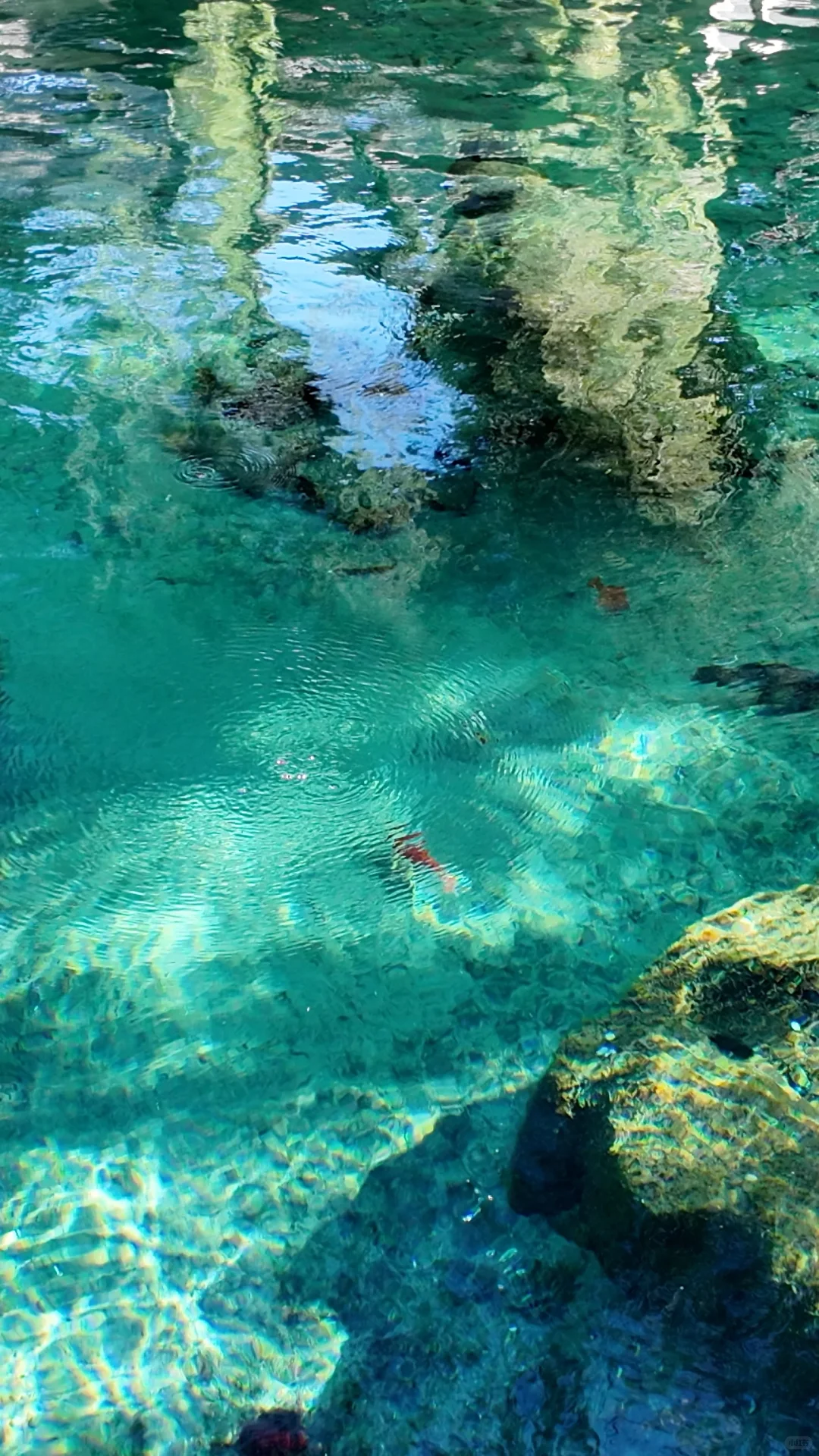 🍂济南的秋天｜泉城1天半随意citywalk