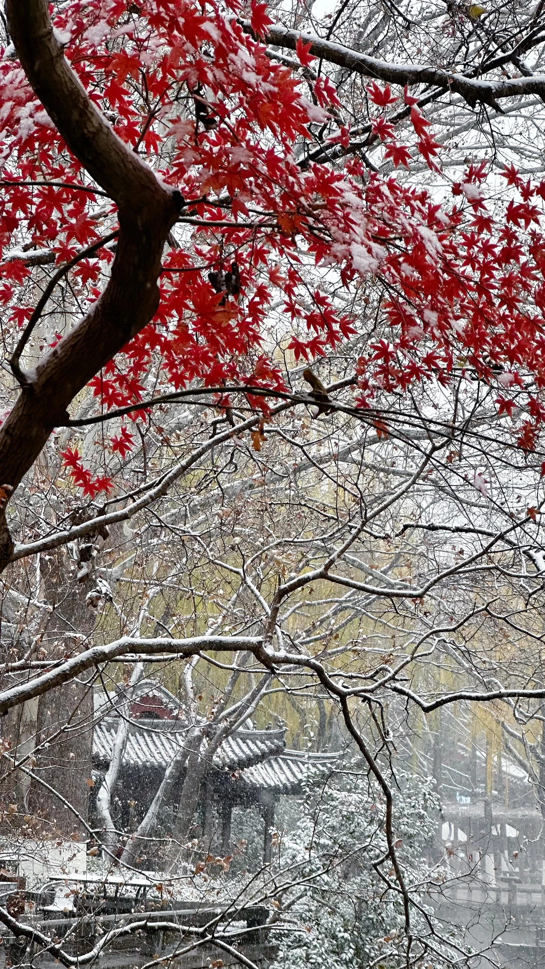 2025.12.12 ❄️济南初雪变大雪！！