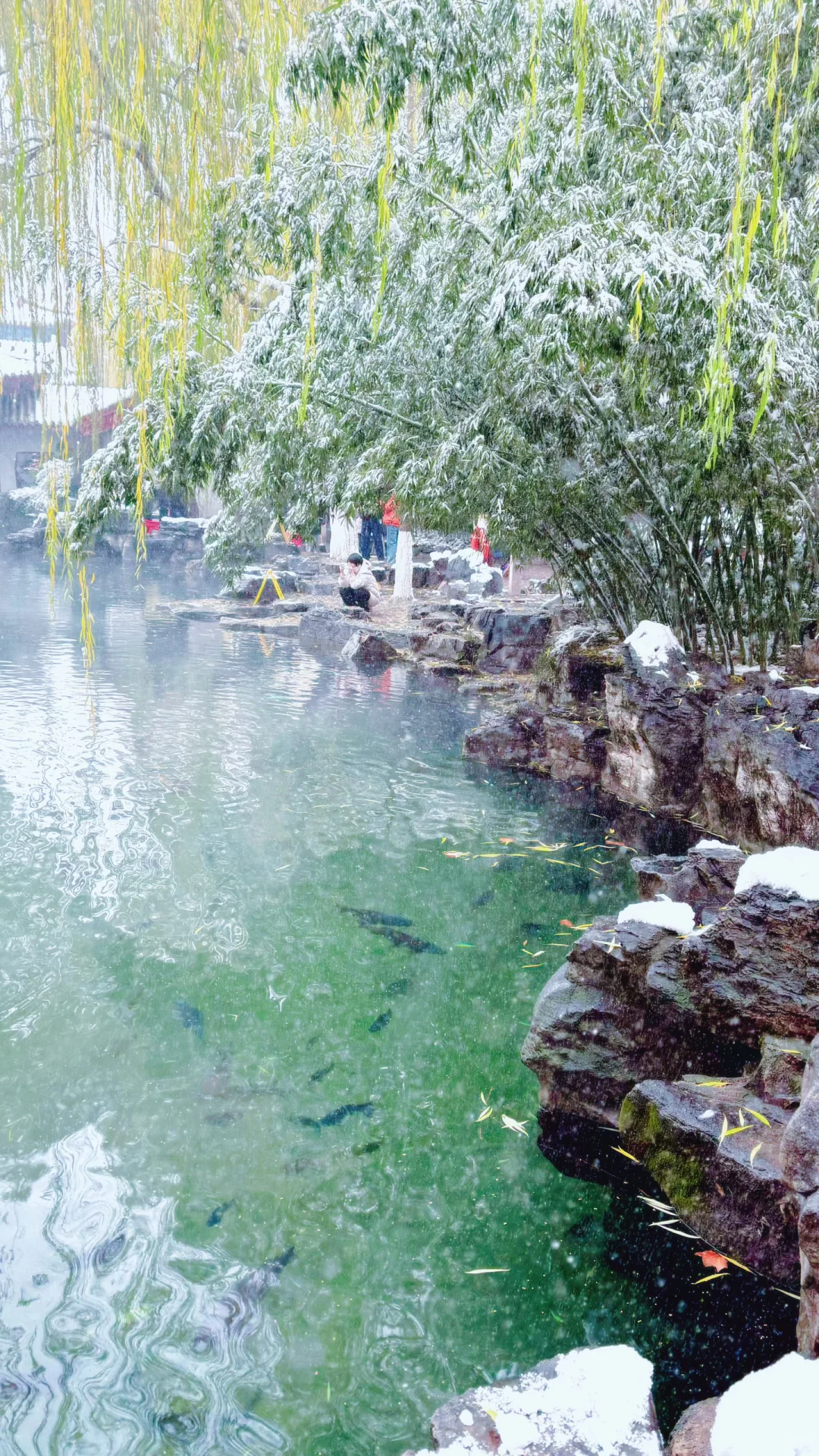 Live济南初雪！趵突泉在雪中沸腾成仙境️❄️