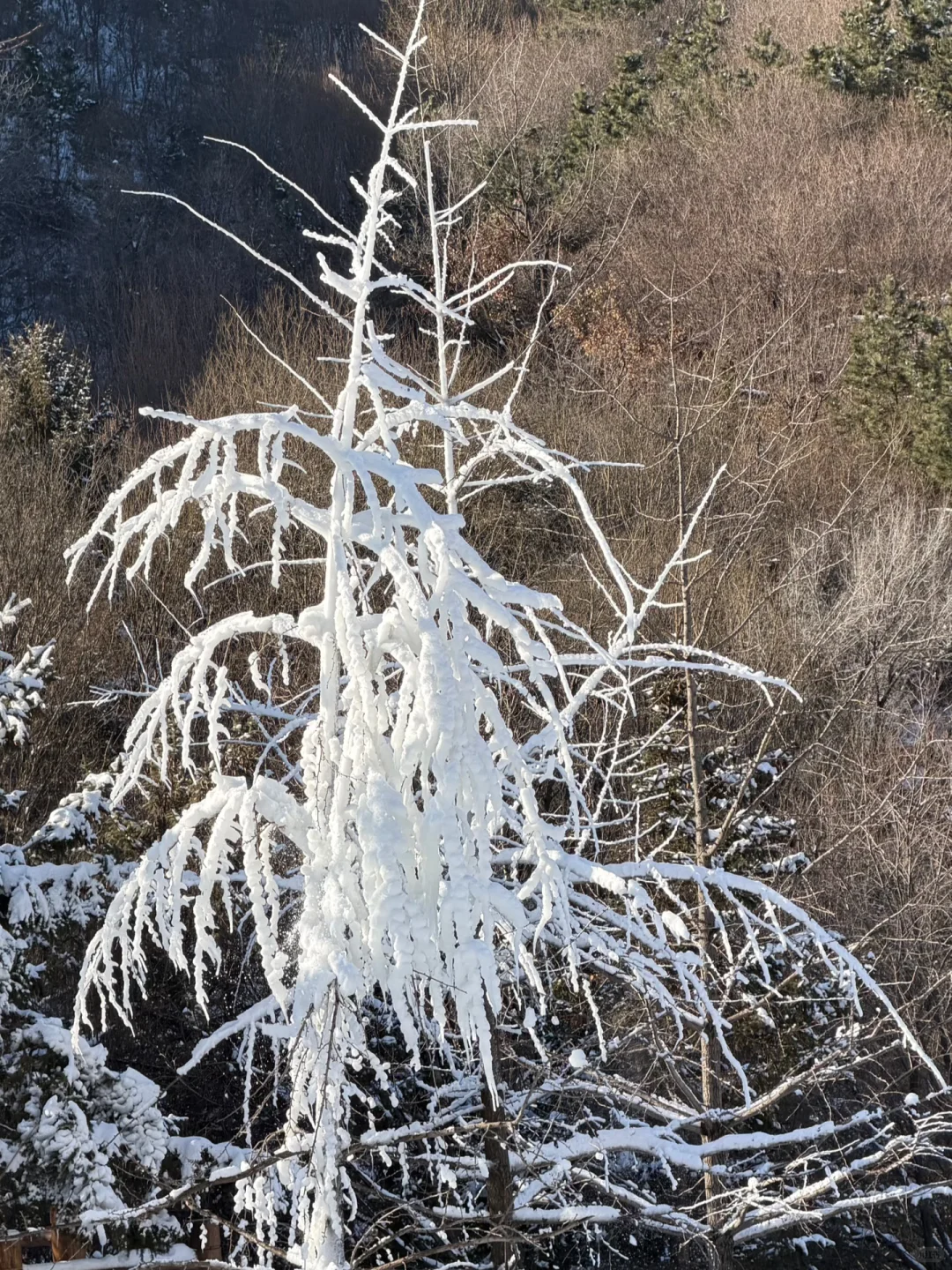12.14九如山现状❄️
